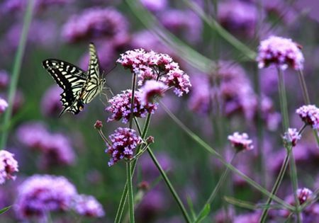 国内就有不少看薰衣草的好地方。盘点国内9