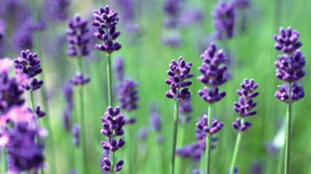 国内就有不少看薰衣草的好地方。盘点国内9个最浪漫的庄。AG真人百家家乐平台看薰衣草何必舍近求远非去普罗旺斯(图4)