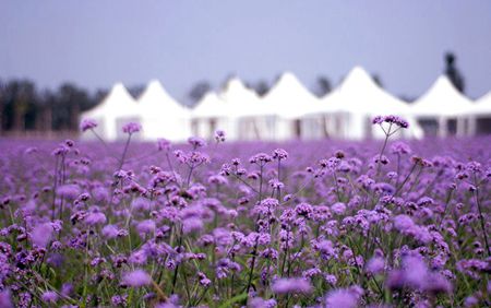 国内就有不少看薰衣草的好地方。盘点国内9个最浪漫的庄。AG真人百家家乐平台看薰衣草何必舍近求远非去普罗旺斯(图6)